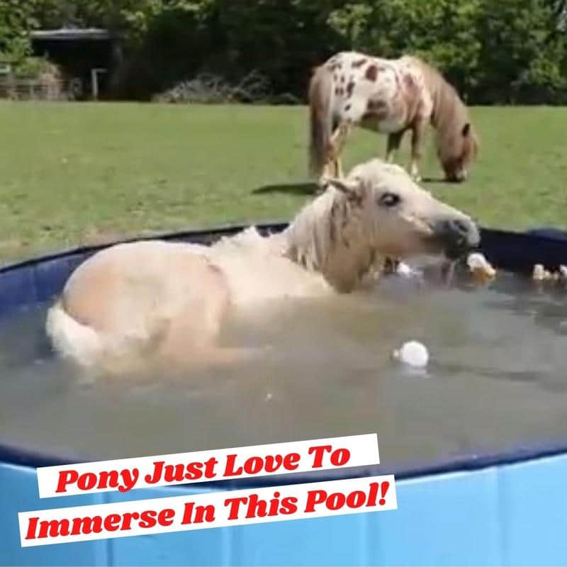 PonyBath Portable Paddling Pool