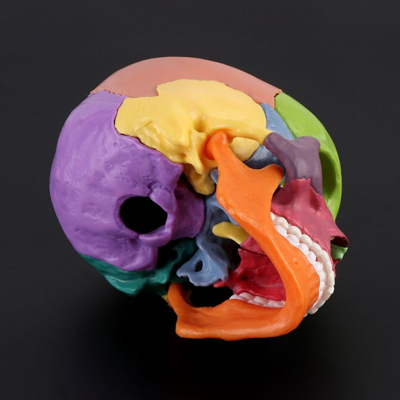 Detachable Mini Human Color Skull Model