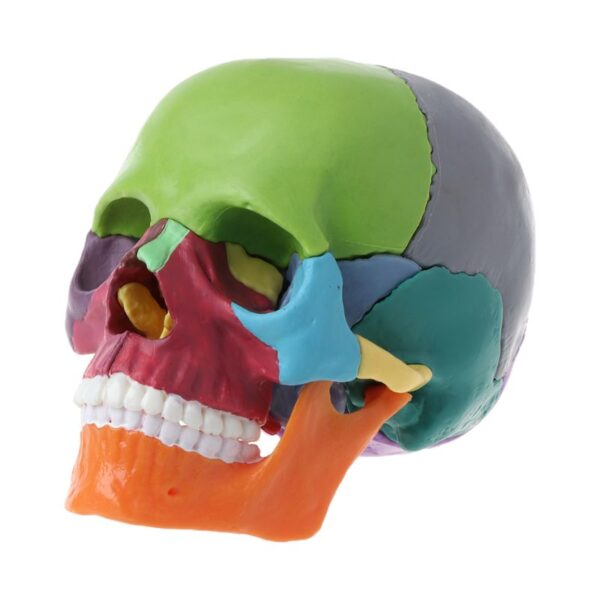 Detachable Mini Human Color Skull Model