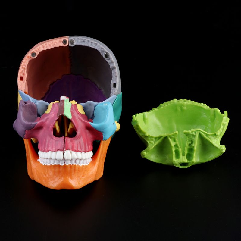 Detachable Mini Human Color Skull Model