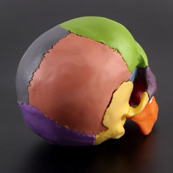 Detachable Mini Human Color Skull Model