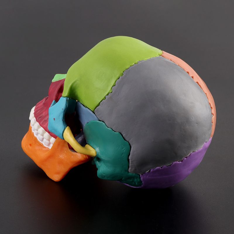 Detachable Mini Human Color Skull Model