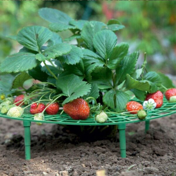 Strawberry Planting Support Frame