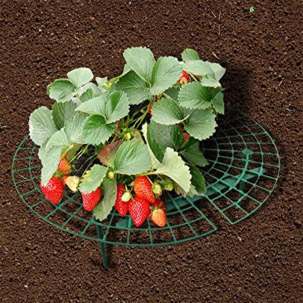 Strawberry Planting Support Frame