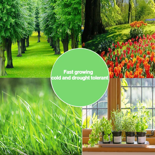 AAFQ Plant Vitality Fast-Growing Solid Enhancer