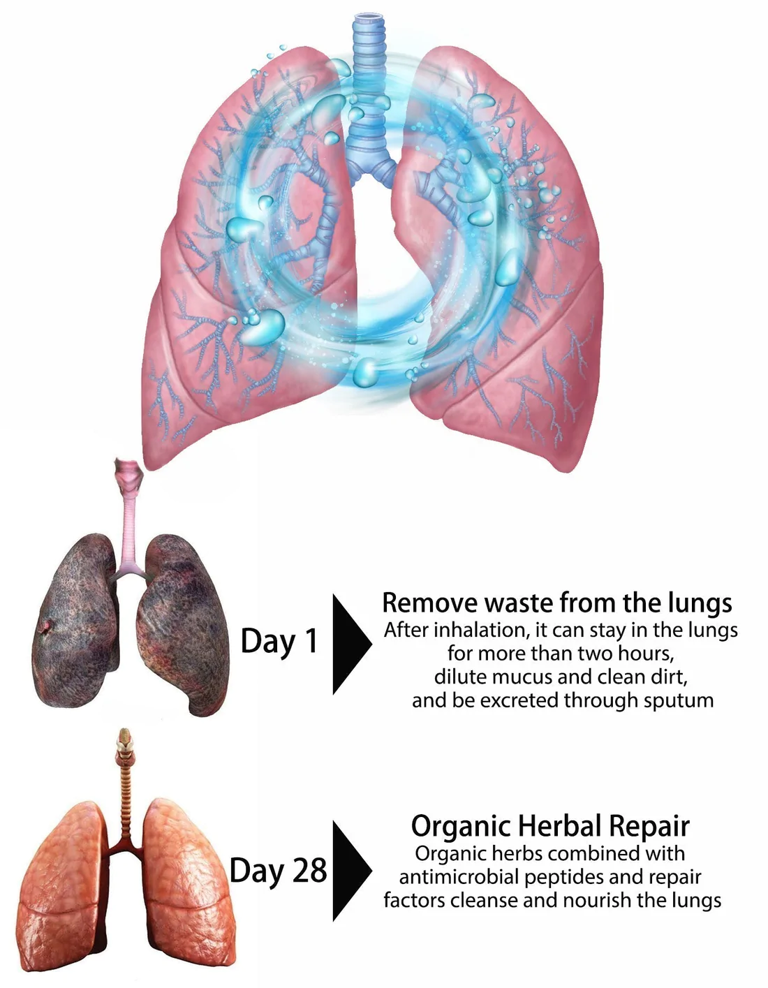 OnNature Organic Herbal Lung Cleanse & Repair Nasal Spray PROFlash Sale Now