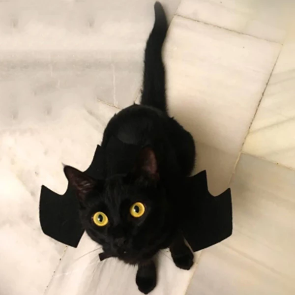 Black Cat Bat Wings