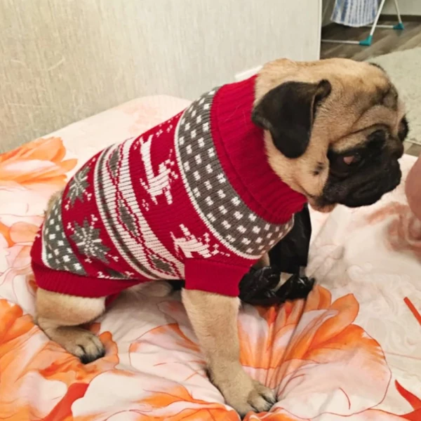 Adorable Dog Reindeer Costume For Christmas