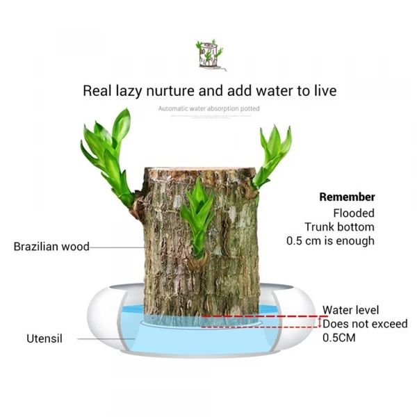 Brazilwood Hydroponic Plants Groot Lucky Wood Potted