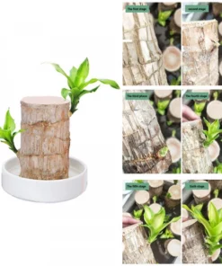 Brazilwood Hydroponic Plants Groot Lucky Wood Potted