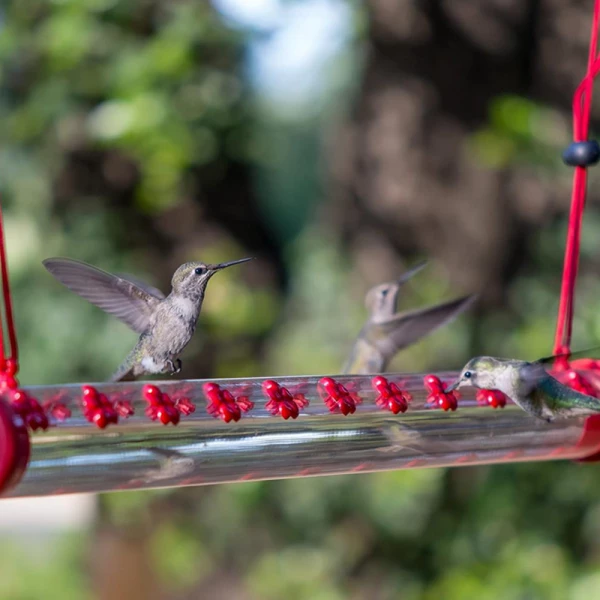 Birds Friends Hummingbird Feeder