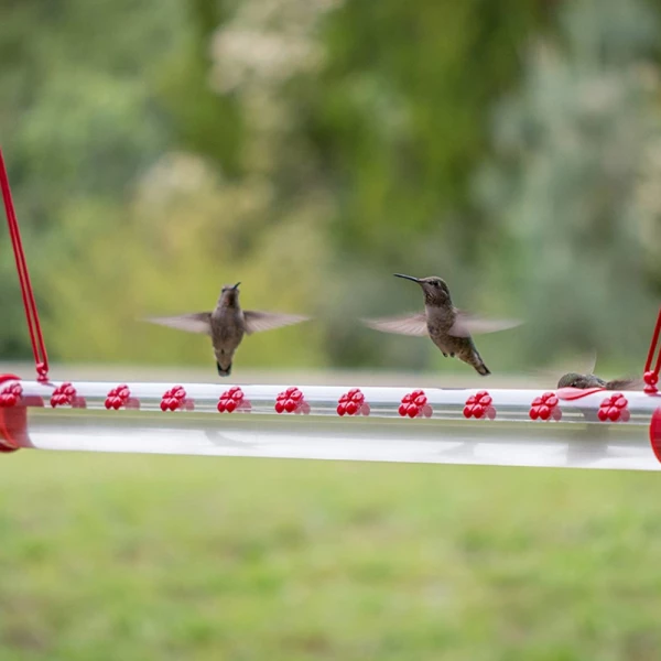 Birds Friends Hummingbird Feeder