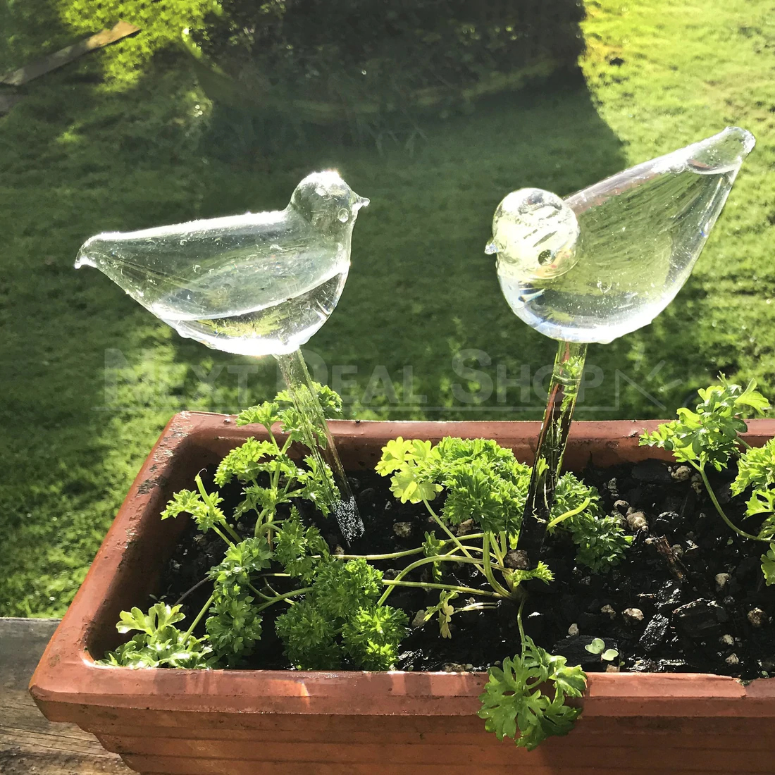 Self-Watering Plant Glass Bulbs