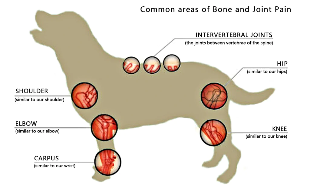 Forpet Pet Drops & Developmental Abnormalities  Bone Deformities  Osteoarthritis Healing Drops