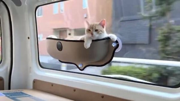 Cat Window Bed (Hammock)