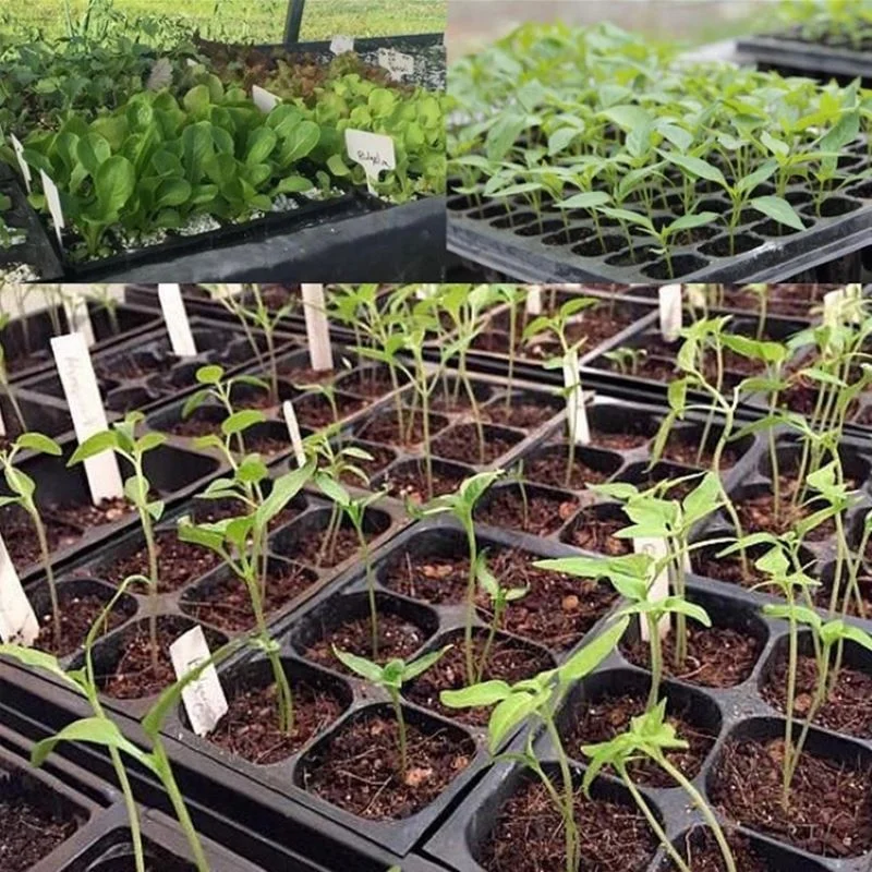 Seed Starter Trays