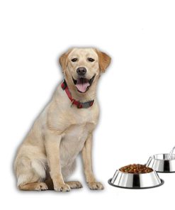 Stainless Steel Dog Bowl