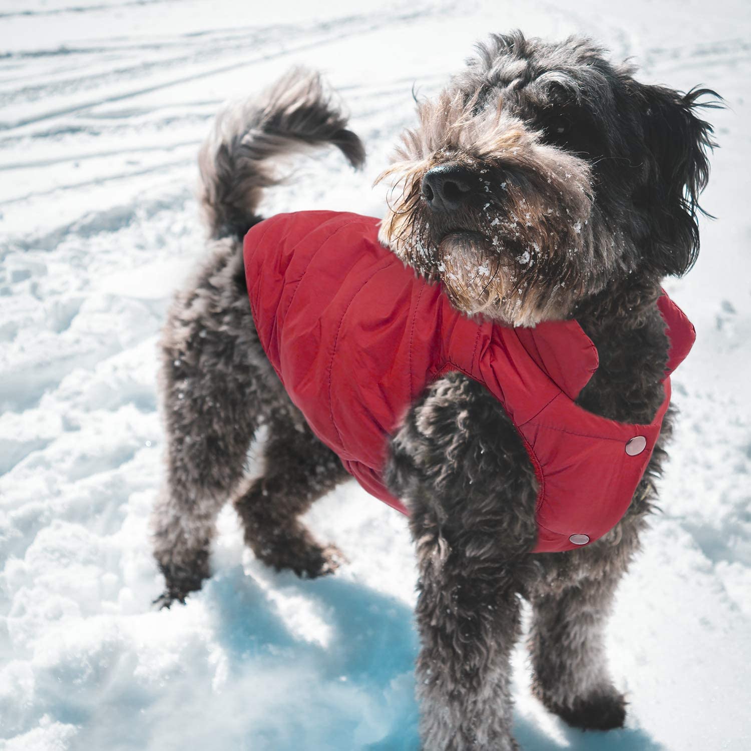 Warm Pet Jacket