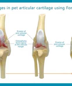 Forpet Pet Drops & Developmental Abnormalities  Bone Deformities  Osteoarthritis Healing Drops