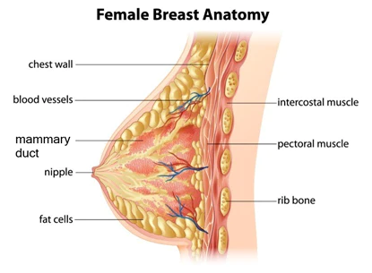 LiftUp EMS Breast Lifter