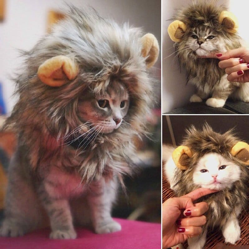 Cat Lion Mane For Sale