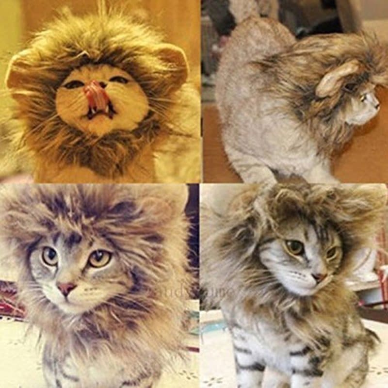 Cat Lion Mane For Sale