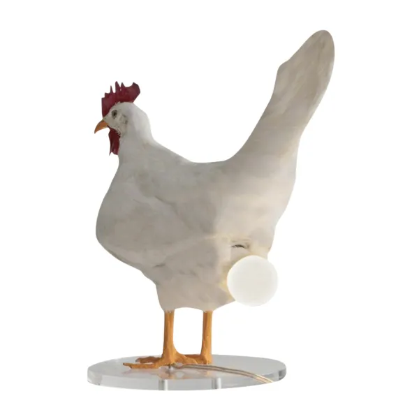 This Taxidermy Chicken Egg Lamp Exists