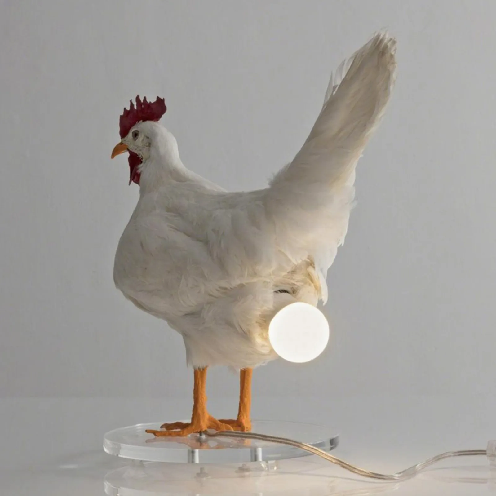 This Taxidermy Chicken Egg Lamp Exists