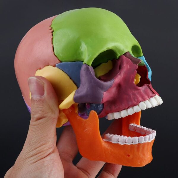 Detachable Mini Human Color Skull Model