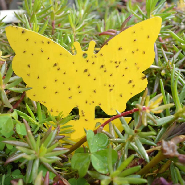 Sticky Trap, Fruit Fly Fungus Gnat