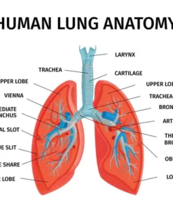 Pulmamax Lung Cleanse Herbal Drops for Respiratory Health