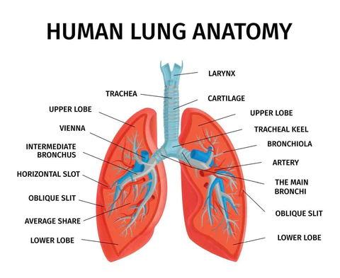 ClearBreathŽ Dendrobium & Mullein Extract  Powerful Lung Support & Cleanse & Respiratory