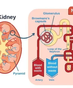 NatureCleanse Kidney Support Herbal Effervescent Tablets