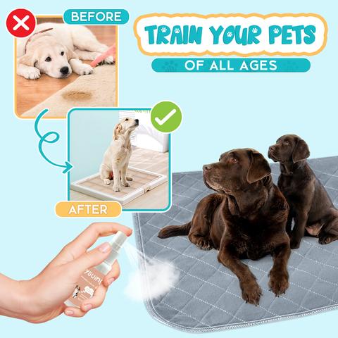 Pet Potty Here Training Spray