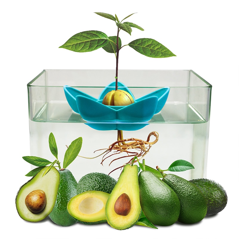 Avocado Tree Planter