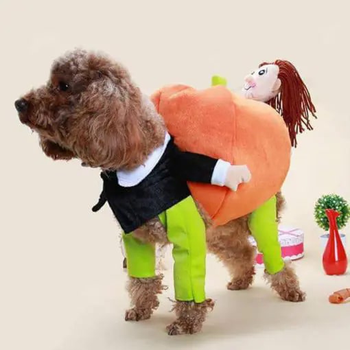 Poochy Pumpkin Halloween Outfit