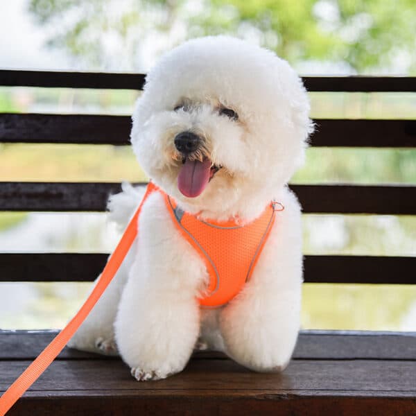 Dog Harness Vest Leash