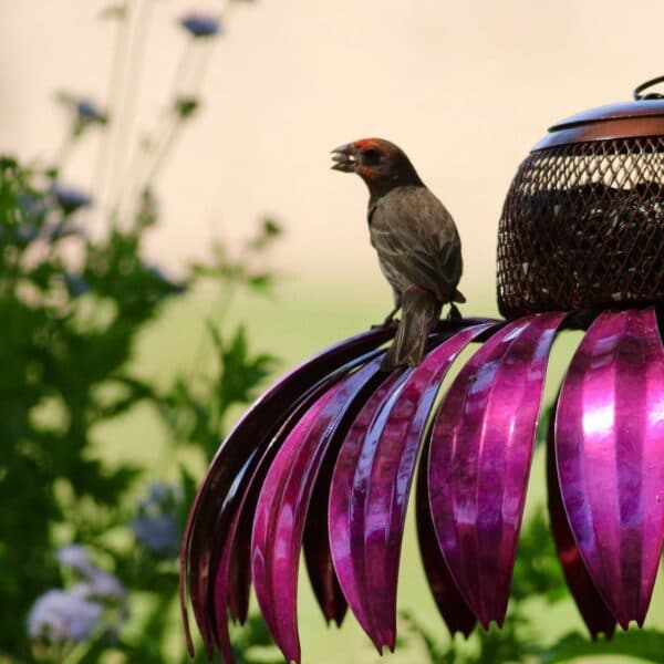 Coneflower Hummingbird Feeder