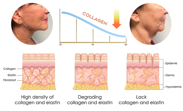 flysmus Japan NeckUp Collagen Whitening Cream