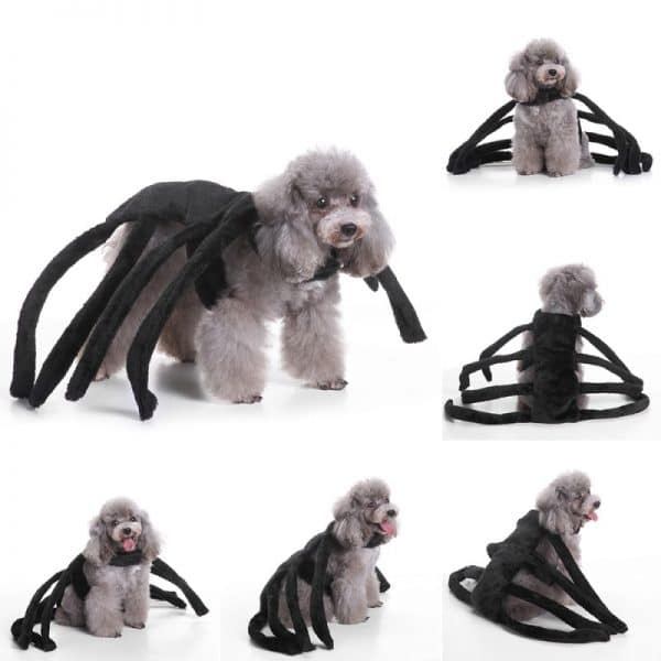 Halloween Spider Costume For Dogs