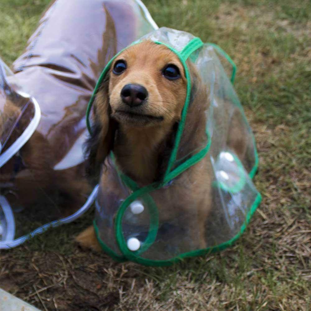 Transparent Dog Raincoat