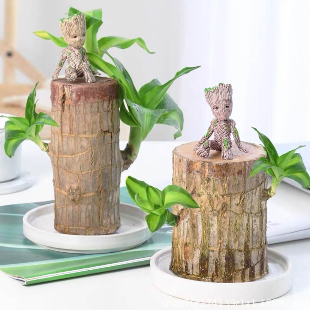 Hydroponic Brazilwood Plant Potted