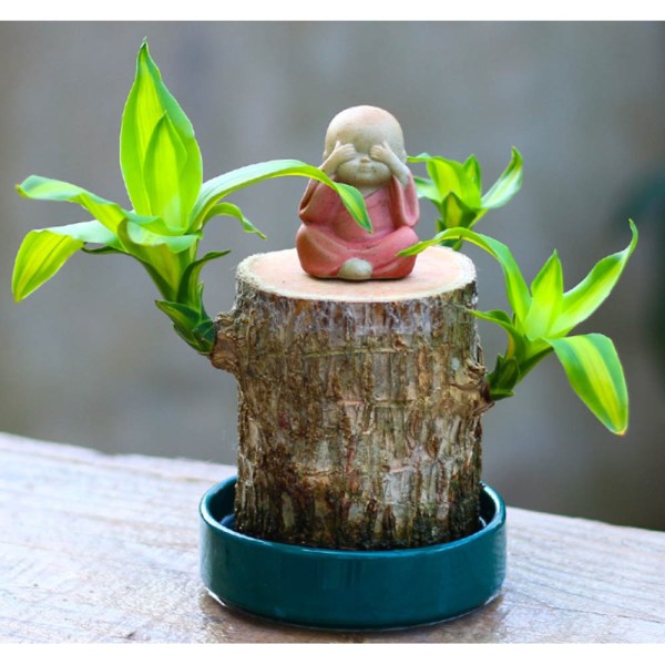 Hydroponic Brazilwood Plant Potted