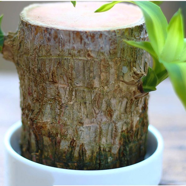 Hydroponic Brazilwood Plant Potted