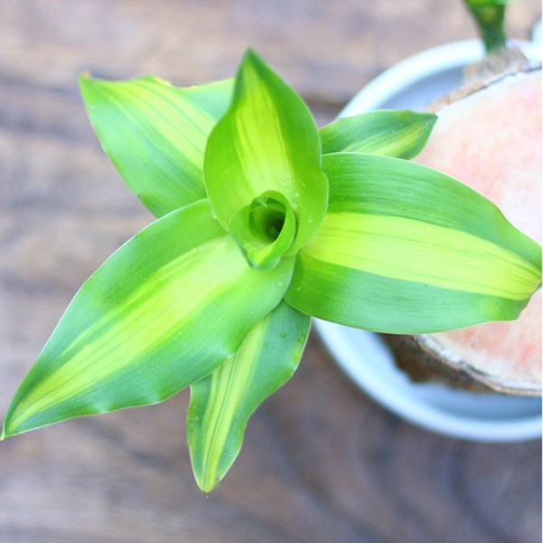 Hydroponic Brazilwood Plant Potted