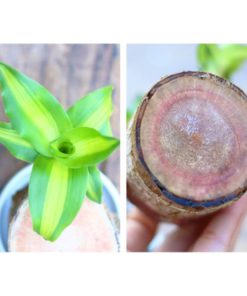 Hydroponic Brazilwood Plant Potted