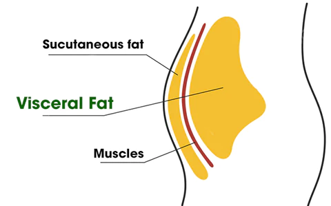 Healthify Visceral Fat Treatment Drops