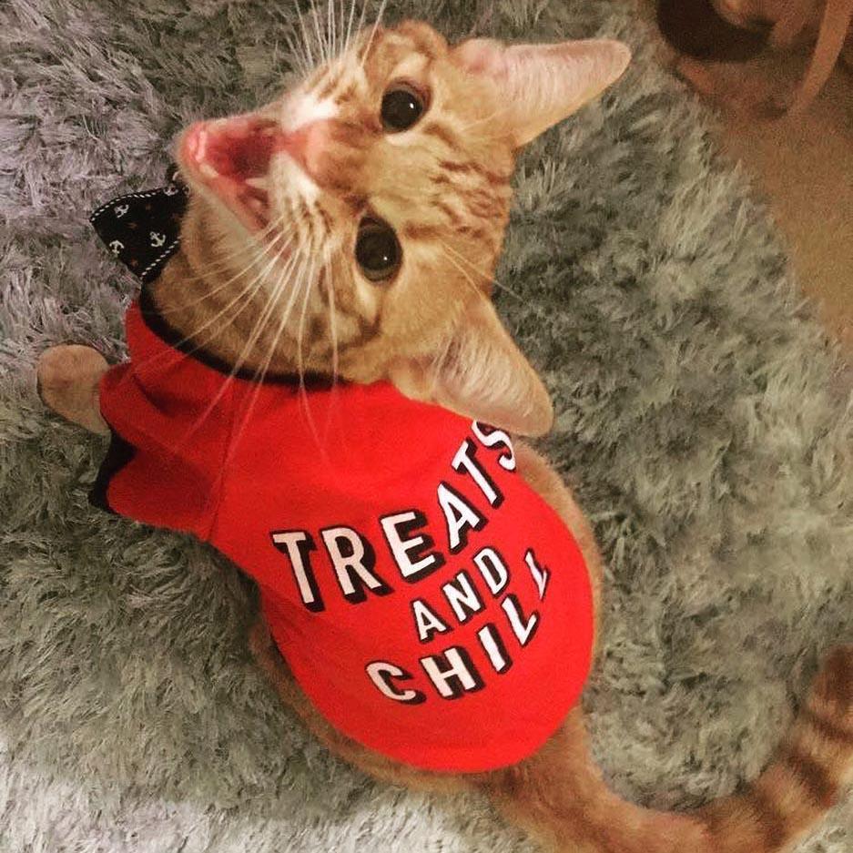 Treats And Chill Dog & Cat T-Shirt