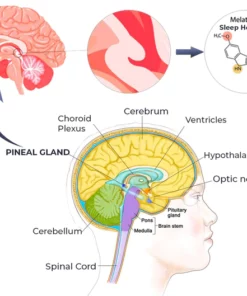 GFOUK Pineal Gland Subconscious Awakening Serum